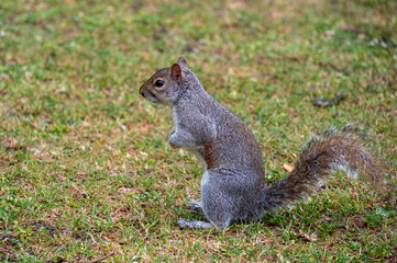 Squirrel standing upright on a textured pavement, showcasing its bushy tail and alert posture in a natural outdoor setting.