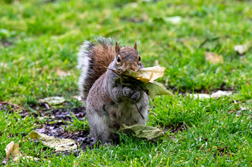 Close-up of a grey squirrel holding leaf with its paws