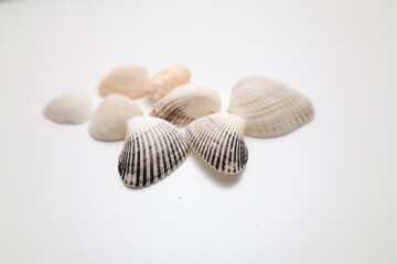 shell on white background