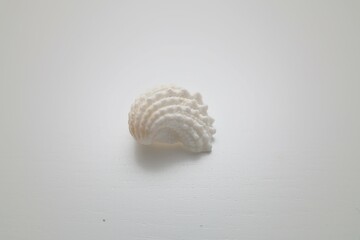 shell on white background