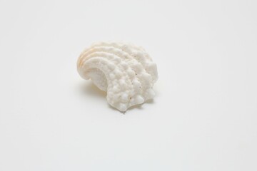 shell on white background