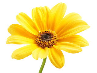 Obraz premium Bright yellow daisy flower isolated on transparent background