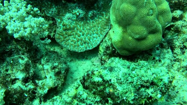 underwater coral reef with stonefish