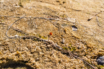 A solitary vibrant ladybird beetle explores the textured sandy ground on a bright and sunny summer day