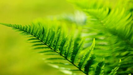 close up of fern