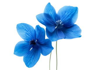 Two vibrant blue flowers isolated on transparent background