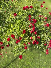 Red Roses with Green Background