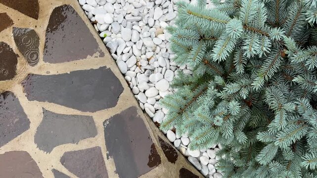 A calming background of a wet garden path with a blue spruce, ideal for meditation and relaxation