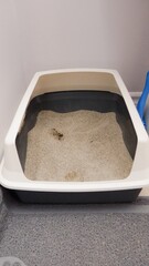 Indoor Cat Litter Box Ready To Be Cleaned With Scoop, Providing Cleanliness For Feline