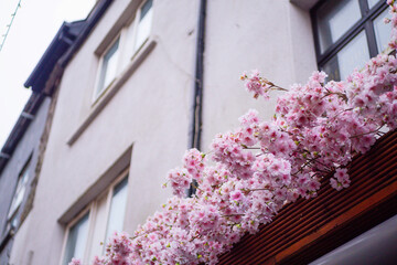 Pink flowers decoration on a building wall. Creating mood and positive atmosphere. Design in architecture.