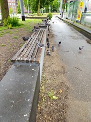 Pigeons peck lining. Pigeons in the city. A flock of birds, pigeons on a city street. Spring background. Pigeons are very close to humans. Pigeons gathered together in the rain. 