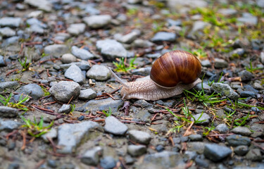 Garden snail crawling on road, sun light day. Big slug Helix pomatia in summer park, retro effect and soft selective focus