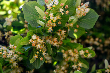 Linden tree blossoms in a serene green environment