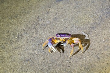 crab at night in Costa Rica
