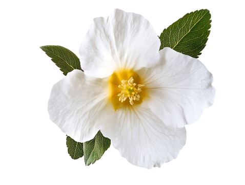 White flower with green leaves isolated on transparent background