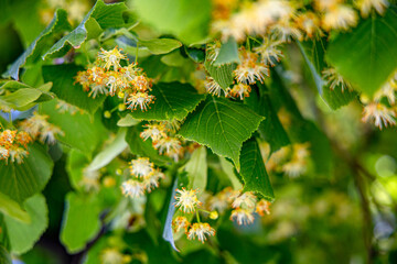Linden tree blossoms in a serene green environment