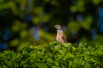 Common linnet linaria cannabina perched on top