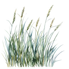 Gentle Ocean Breeze Seagrass, watercolor vector, isolated on a white background.