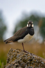 Lapwing - Vanellus vanellus close up in detail