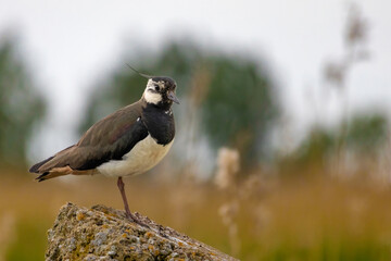 Lapwing - Vanellus vanellus close up in detail