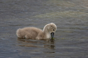 Beautiful young baby swan is swimming on a water.