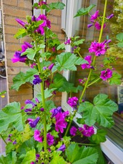 Flowers against the window of the farmhouse. Flowers on a purple clematis plant. Flowers grow near the wall of the house.