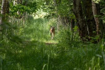 Fototapete Wild roe deer in nature. © Dead Tree World