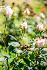 Delicate pink rose bud emerging in sunlight