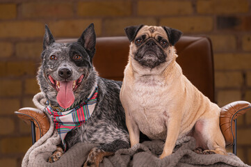two dog friends, a pug and blue healer sitting next to each other shot in studio. 