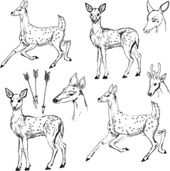 Set sketches of deer forest animal design element clip art illustration hand drawn realistic stylizated cartoon character drawing deer hunting animal protection concept black and white isolated doodle
