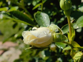 White rose bud after rain. Wet rose with rain, water drops