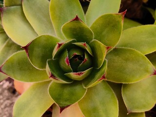 Thunder plant. Green healthy - Houseleek - plant.  