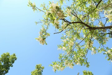 Tree branches with green leaves and flowers under blue sky, low angle view