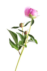 Peony plant with buds and leaves isolated on white