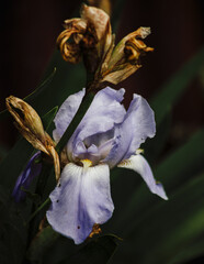 purple iris flower