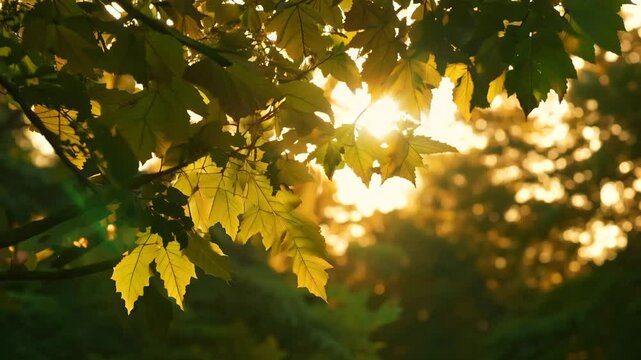 Backlit tree leaves rustling with golden sunlight