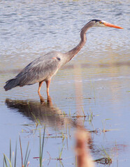 great blue heron