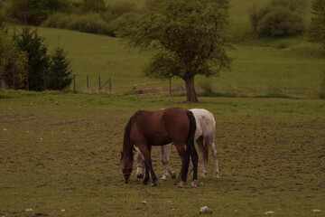 horse and foal