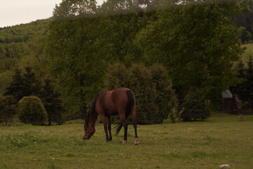 horses in the meadow