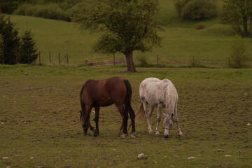 horse and foal
