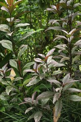 Plants with beautiful leaves growing outdoors, closeup