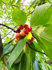 Green not ripe cherries on the tree on a sunny day. Red cherries on cherry tree in orchard for picking. Close-up on ripe cherry fruits on a tree branch. Cherry tree orchard with fresh ripe cherries.