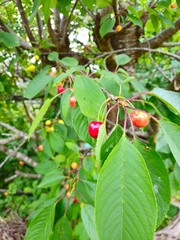 Green not ripe cherries on the tree on a sunny day. Red cherries on cherry tree in orchard for...