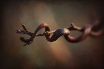 Intricate twisting vine branch close-up.