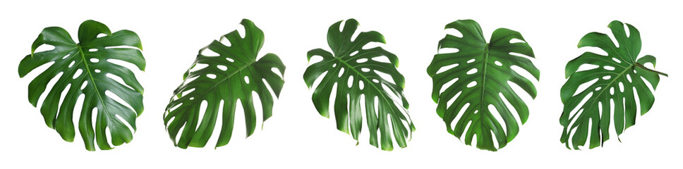 Green tropical leaves of monstera plant isolated on white, set