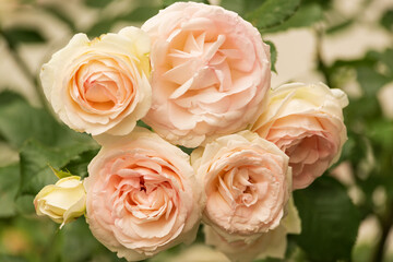 Beautiful bunch of pale pink garden roses in full bloom