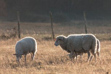 Fototapeta premium Sheep grazing in dry field at sunrise with warm backlight