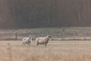 Obraz premium Two sheep in dry field at sunrise during winter