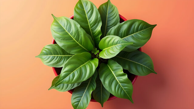 Pothos on a vibrant background, photorealistic top view Pothos plant