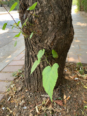 Fresh green shoots sprouting directly from tree trunk on city street, symbolizing power of life amidst concrete and litter